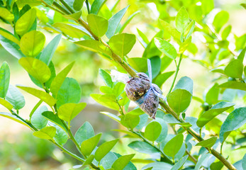 loseup of graft on lime tree branch, agricultural technique
