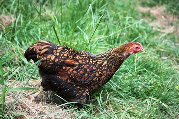 Hen, Free living Golden Laced Wyandotte Chicken yellow black fringed