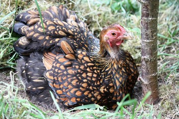 Hen, Free living Golden Laced Wyandotte Chicken yellow black fringed