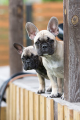 two french bulldog puppies © otsphoto