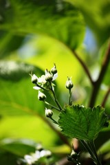 Raspberry plant with lots of white flowers in the garden under blue sky 