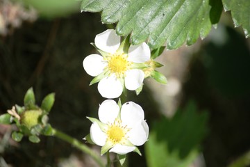 Strawberry plants with white flowers in the garden in Germany