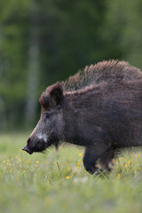 Wild boar portrait