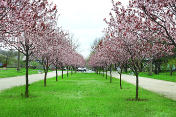 Beautiful flowering trees in park