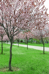 Fototapeta premium Beautiful flowering trees in park