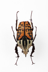 The mysterious world of insects
