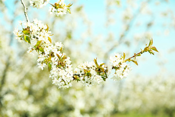 Spring blossom