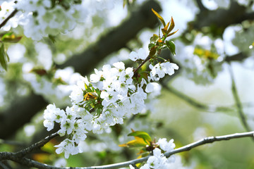 Spring blossom