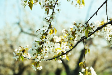 Spring blossom