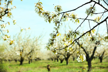 Fototapeta premium Blooming cherry garden
