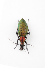 The mysterious world of insects