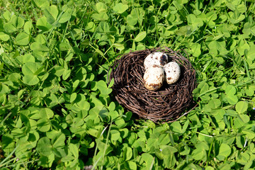Fototapeta na wymiar Nest with bird eggs over green bush background