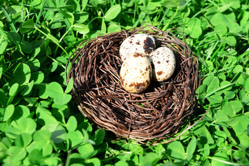 Obraz premium Nest with bird eggs over green bush background