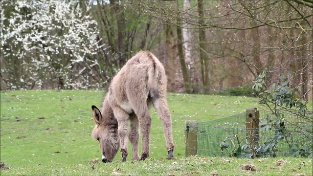 donkey on a farm in april
