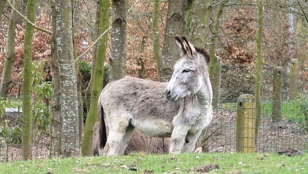 donkey on a farm in april
