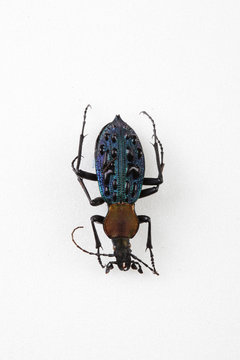The mysterious world of insects