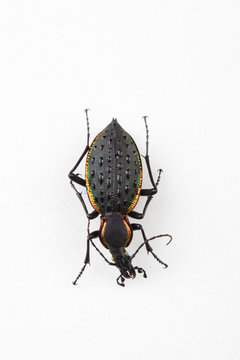 The mysterious world of insects