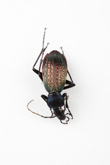 The mysterious world of insects