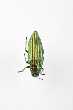 The mysterious world of insects
