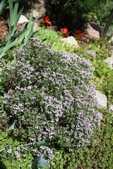Lemon thyme, Thymus x Citriodorus, Silver Queen in the garden