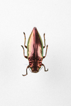 The mysterious world of insects
