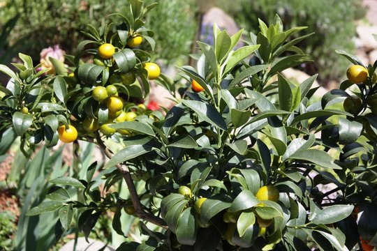 Kumquat tree with fruit and leaves in the garden