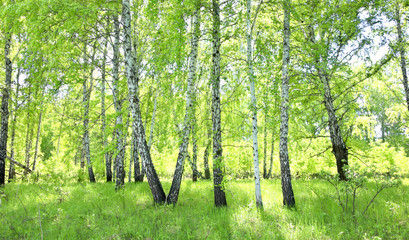 birch forest
