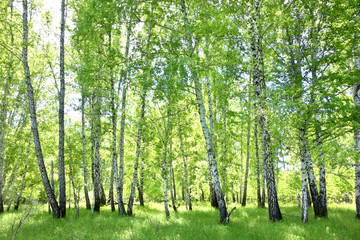 Panele Szklane Podświetlane  las brzozowy