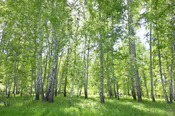 Foto op Plexiglas birch forest © rufar