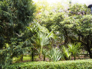 Palm trees in park