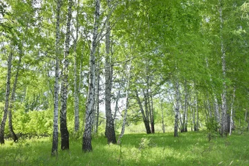 Printed roller blinds Birch grove birch forest