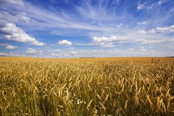 Naklejka premium unripe cereals 