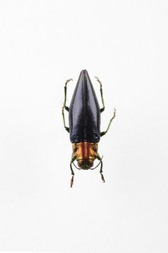 The mysterious world of insects
