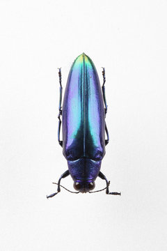 The mysterious world of insects
