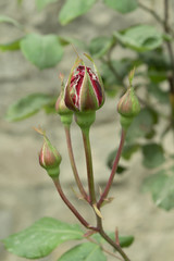 rosebud