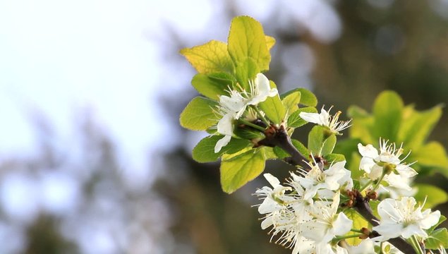 Bl&uuml;ten am  Kirschbaum im Fr&uuml;hling
