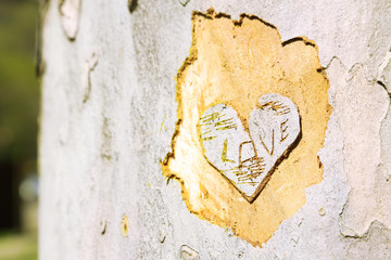Heart carved in tree close-up