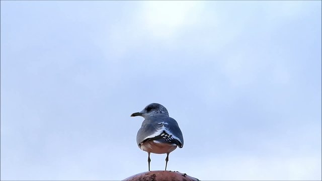 Seagull alone on a lantern, background blue sky, copy space
