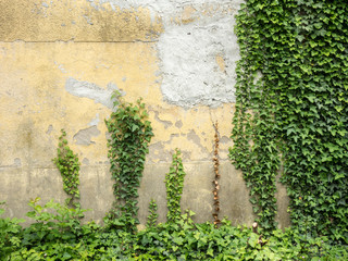 Efeu an Hauswand