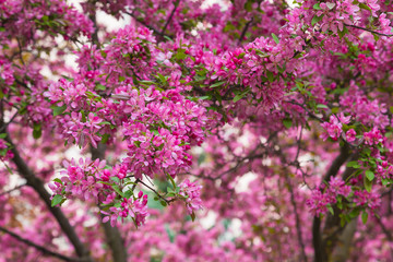 Crabapple Blossoms in the Spring