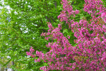 Fototapeta premium Crabapple Blossoms in the Spring