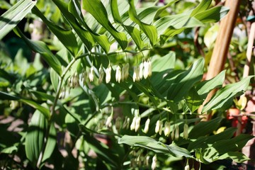 Polygonatum multiflorum blooming in the garden in Germany