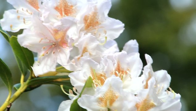  rhododendron weiß, innen orange

