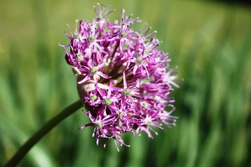 Allium, Purple, Sphere leek, Allium giganteum in garden Germany