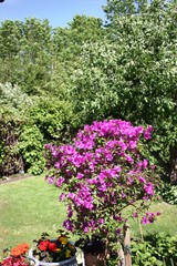 finally summer flowering, beautiful garden in Germany 