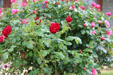 Obraz premium Rosier rose