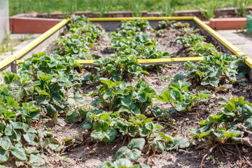 Strawberries in seedbed in the vegetable garden