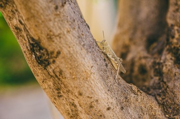 This is an obscure bird grasshopper (Schistocerca obscura) resti