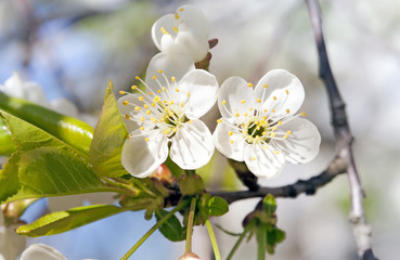 apple-tree flowers  