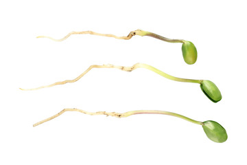Green bean seedlings isolated on white